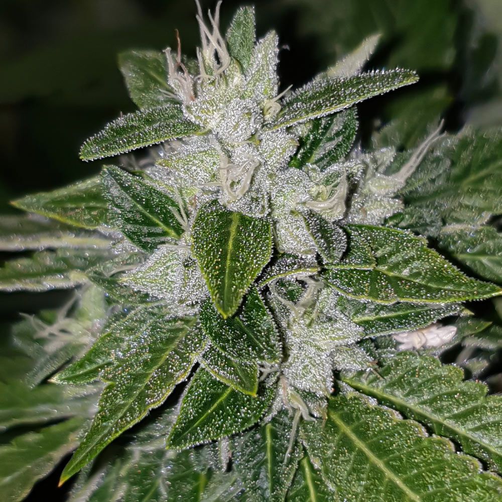 Karma Genetics - Sowahh (reg.)