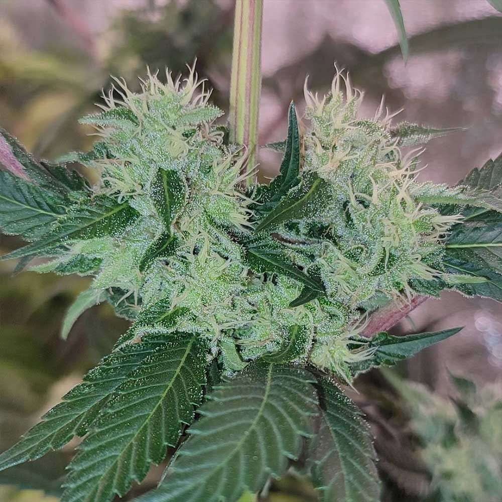 Karma Genetics - Acid Dawg (reg.)