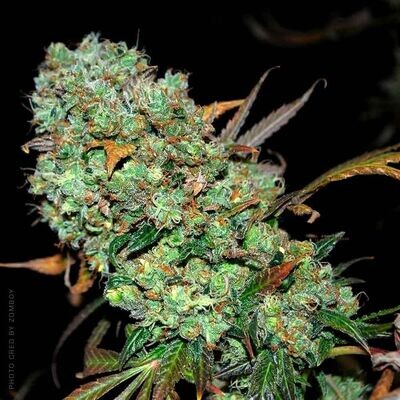 Karma Genetics - Sour Leda (reg.) 08627