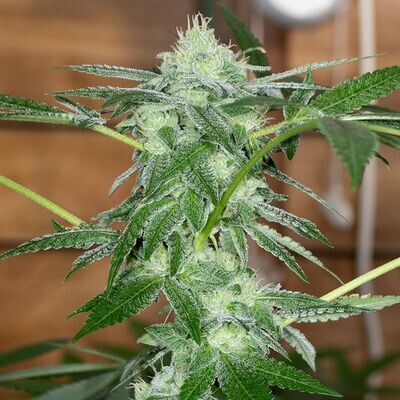 Karma Genetics - Sherb Tini (reg.) 08628