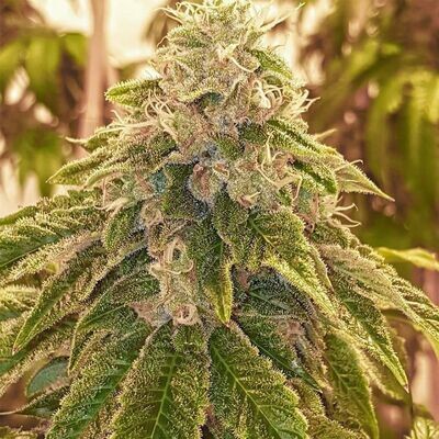 Karma Genetics - Sweets Limited Edition (reg.) 08625
