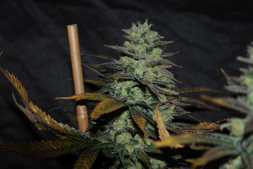 Karma Genetics - Sour Leda (reg.)
