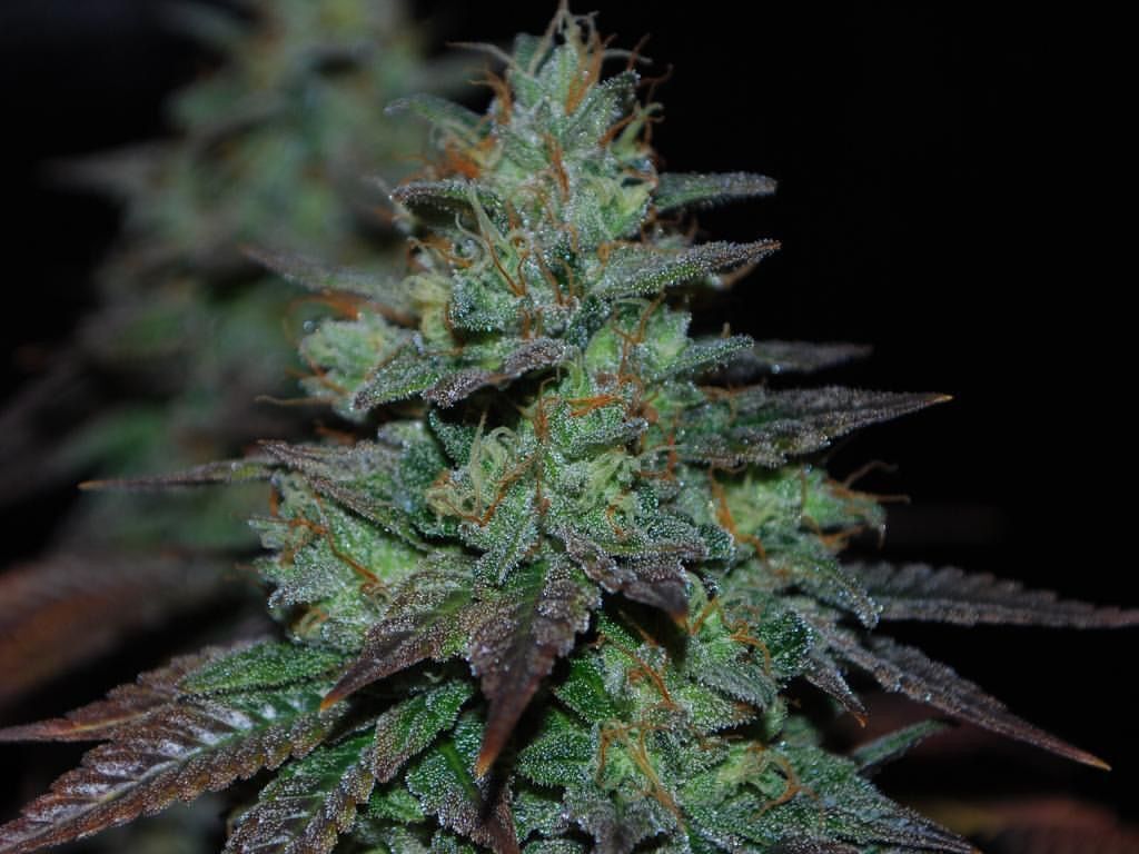 Karma Genetics - Sour Leda (reg.)