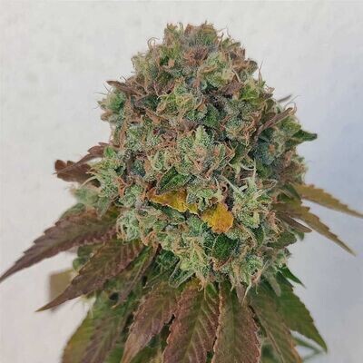 Karma Genetics - Acid Dawg (reg.) 08624