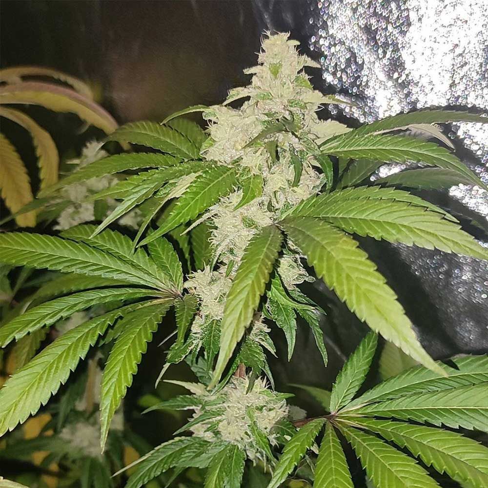 Karma Genetics - Acid Dawg (reg.)