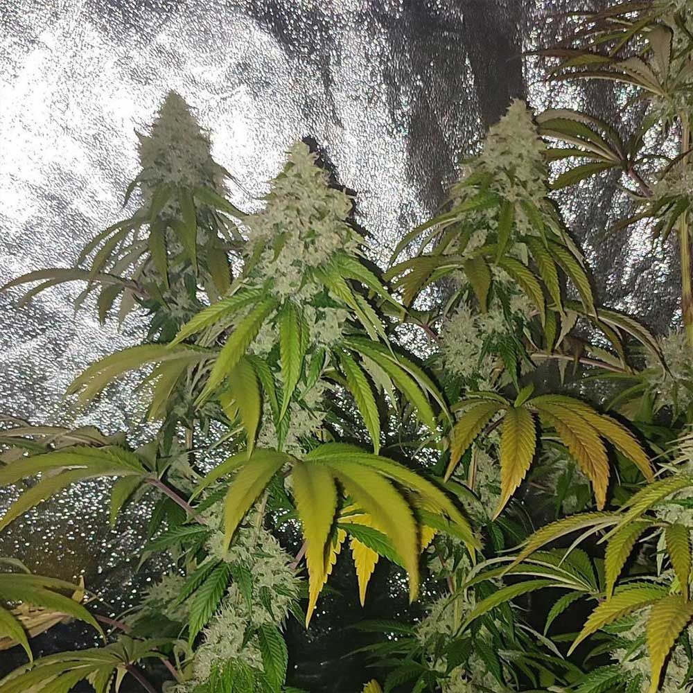 Karma Genetics - Acid Dawg (reg.)