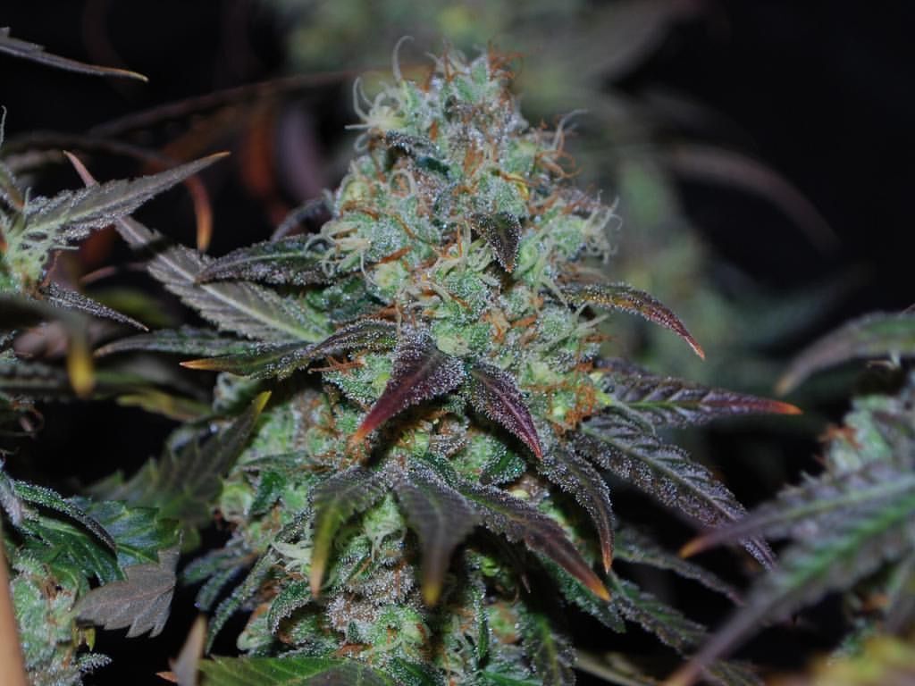 Karma Genetics - Sour Leda (reg.)