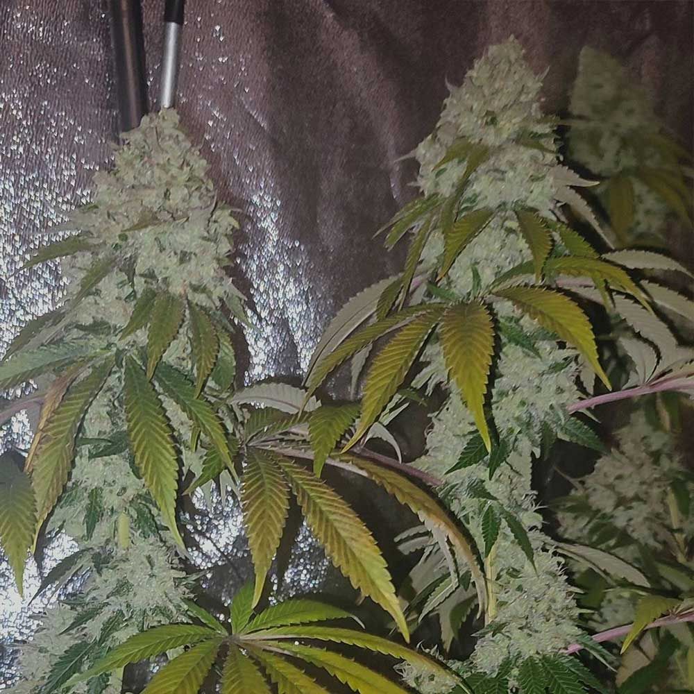 Karma Genetics - Acid Dawg (reg.)