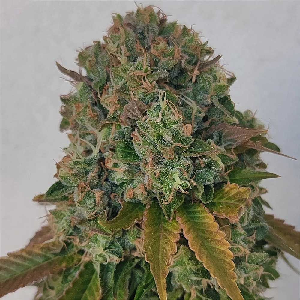 Karma Genetics - Acid Dawg (reg.)