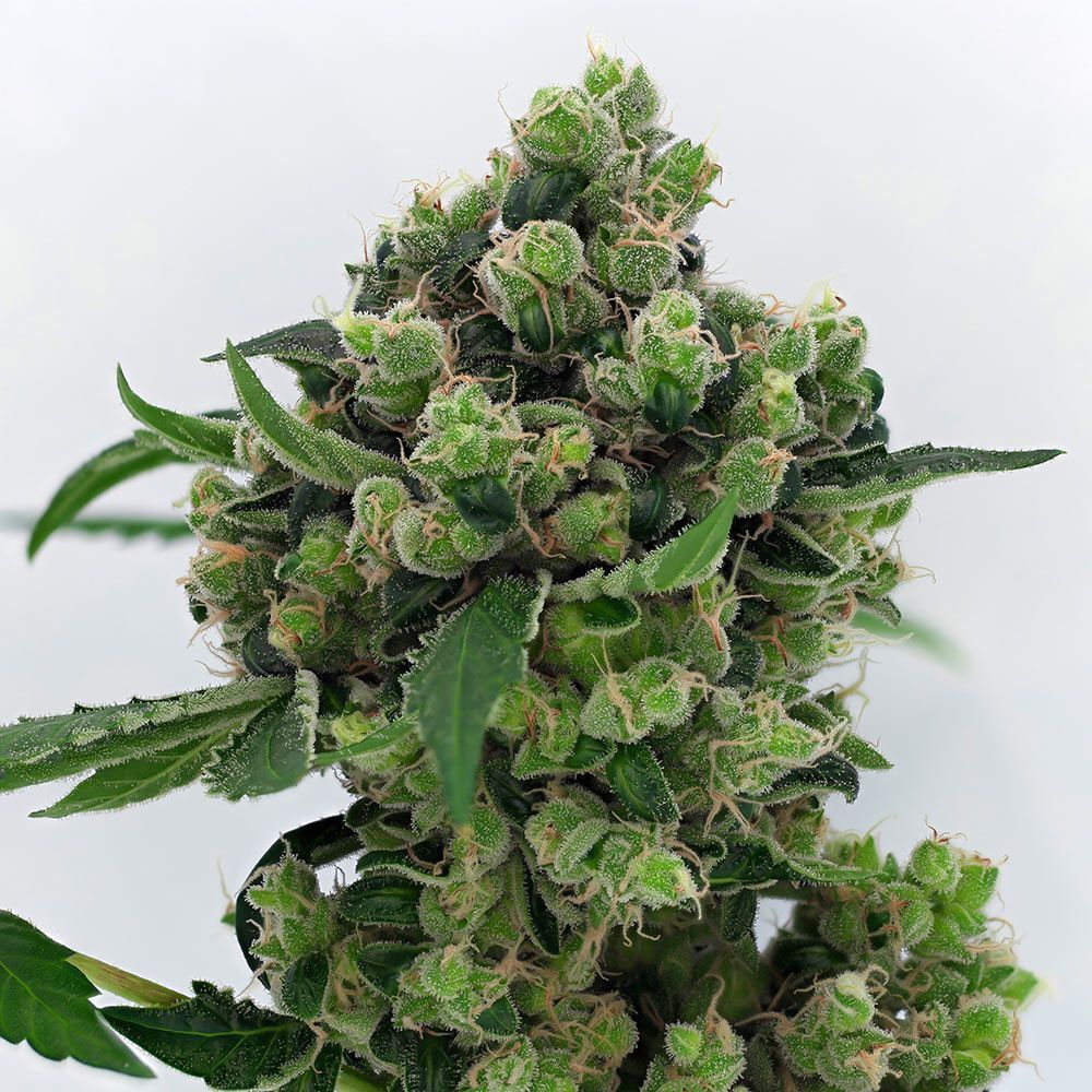 Karma Genetics - Sowahh (reg.)