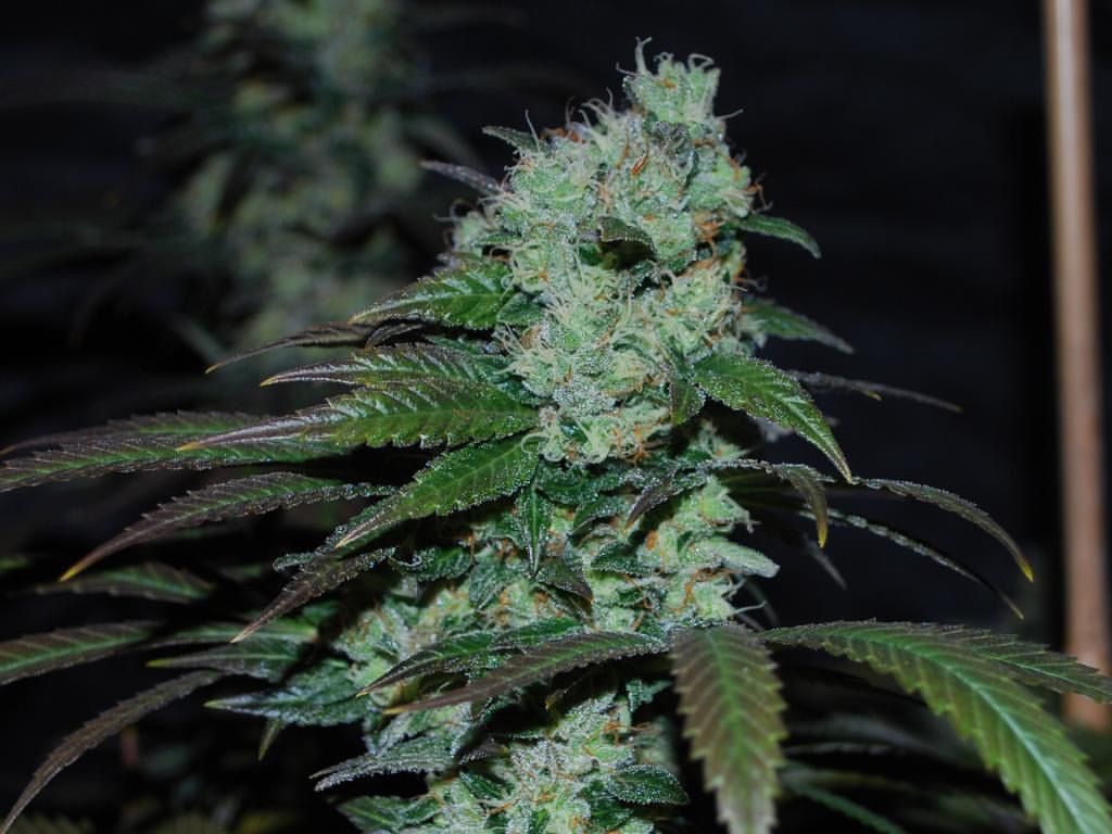 Karma Genetics - Sour Leda (reg.)