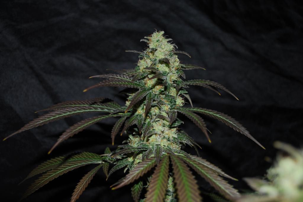 Karma Genetics - Sour Leda (reg.)