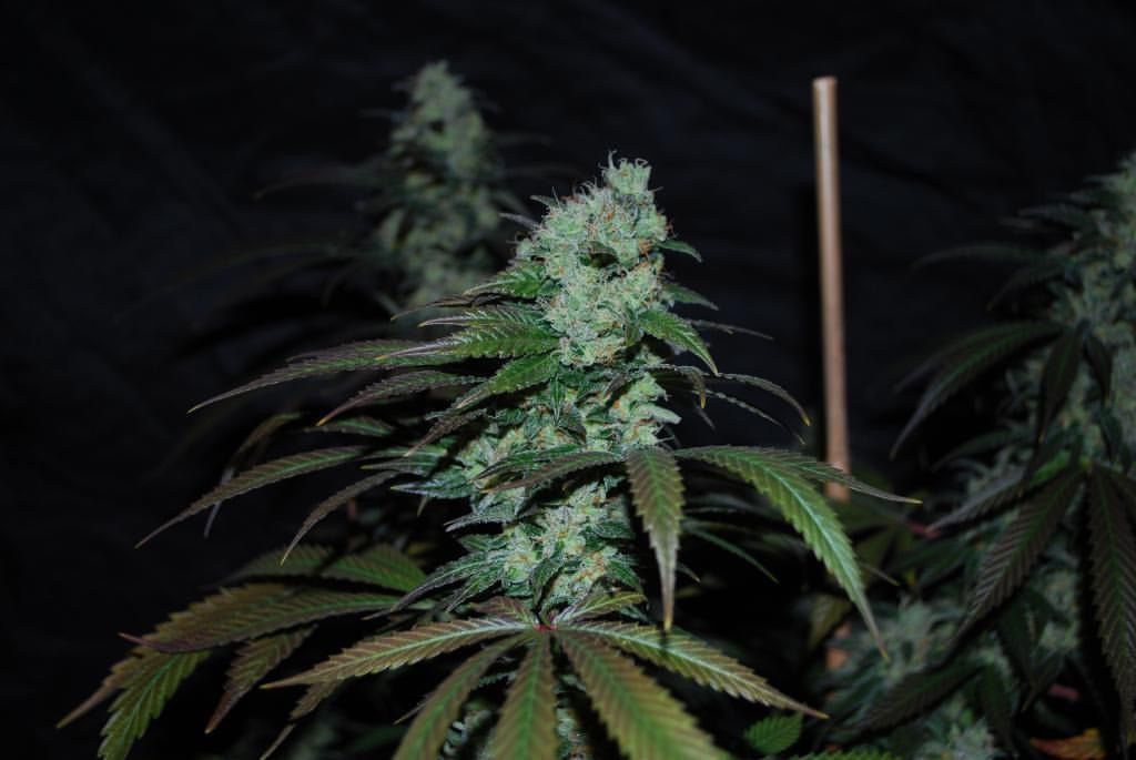 Karma Genetics - Sour Leda (reg.)
