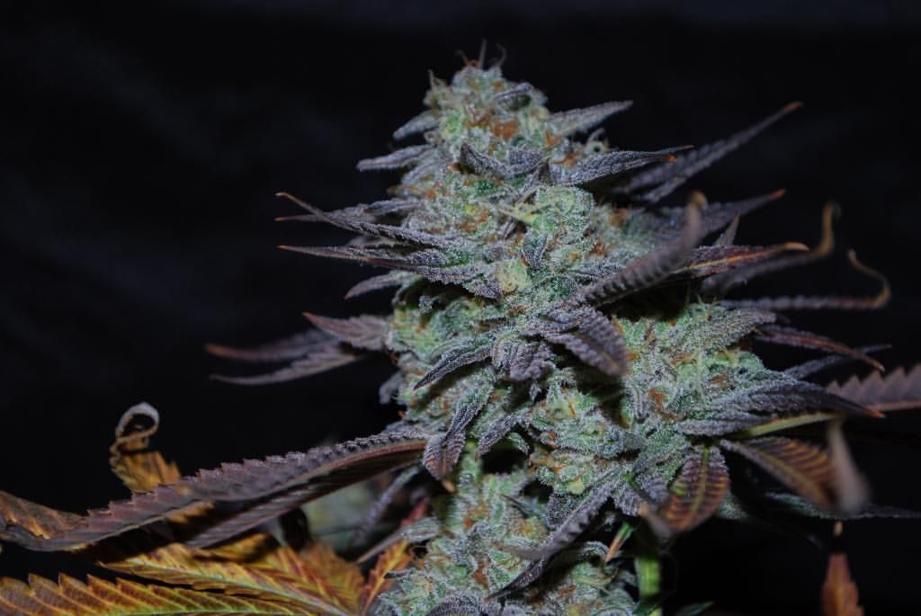 Karma Genetics - Sour Leda (reg.)