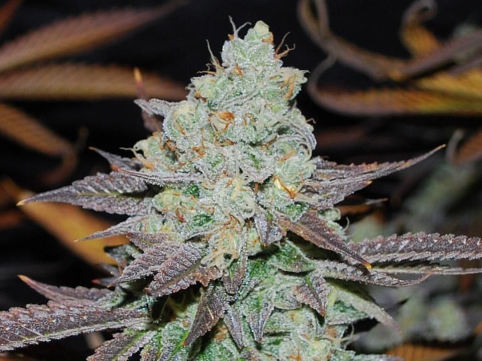 Karma Genetics - Sour Leda (reg.)
