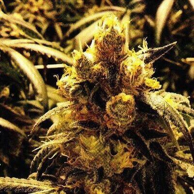 Grand Daddy Genetics - Bay Dream (reg.) 08629