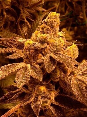 Grand Daddy Genetics - Candyland (fem.) 08631