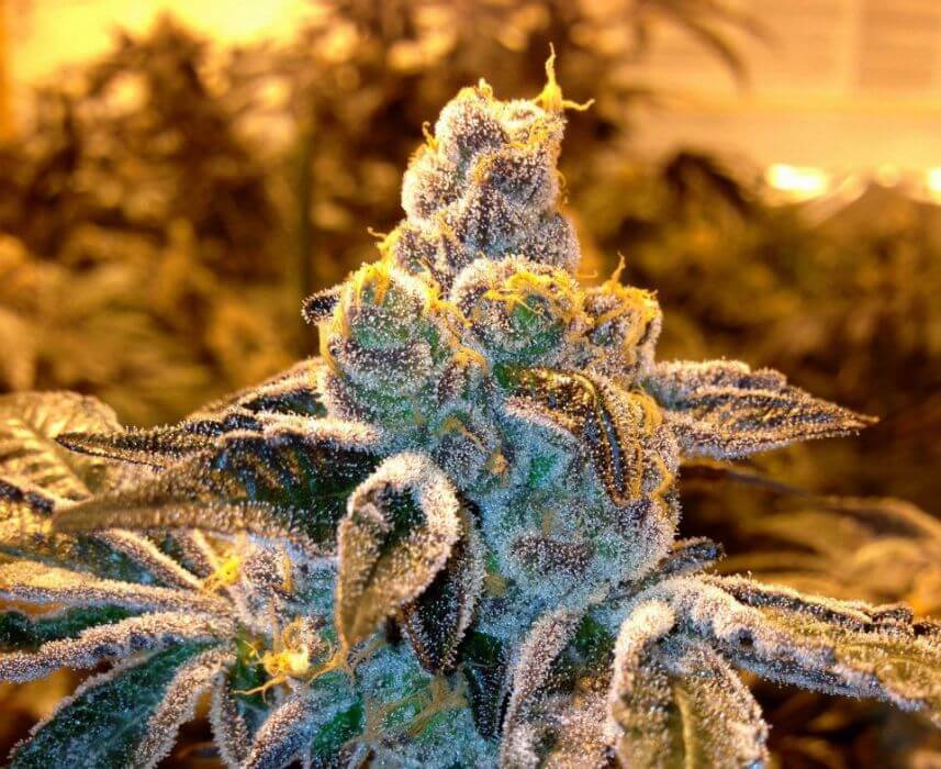Grand Daddy Genetics - Candyland (fem.)
