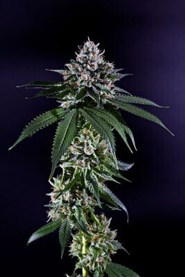 Grand Daddy Genetics - Ken's Kush (reg.) 08633