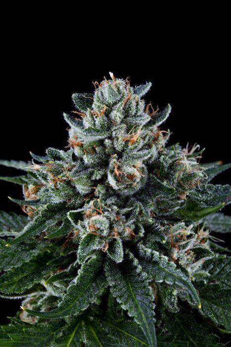 Grand Daddy Genetics - Ken's Kush (reg.)