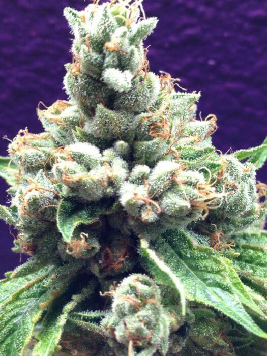 Grand Daddy Genetics - Ken's Kush (reg.)