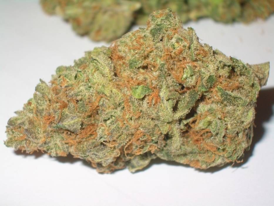 Grand Daddy Genetics - The Funk (fem.)