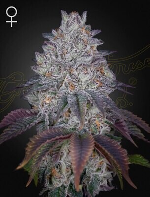 Green House Seeds - King's Tart (fem.) 08635