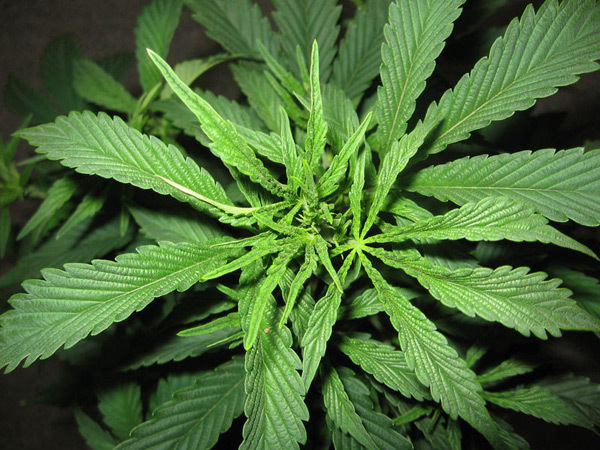 Mr. Nice Seeds - Super Silver Haze (reg.)