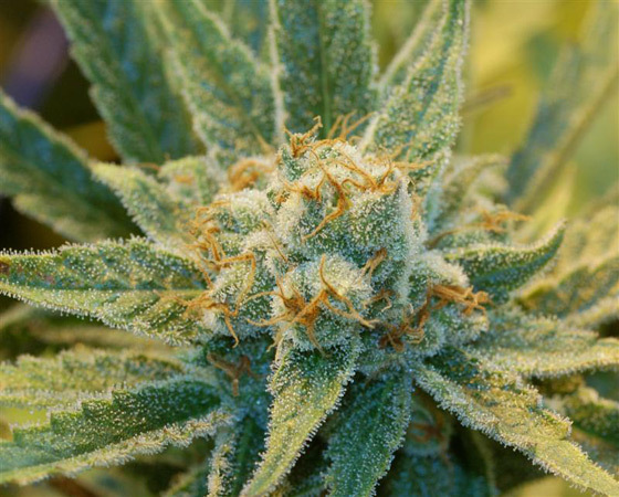 Mr. Nice Seeds - Super Silver Haze (reg.)