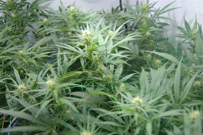 Mr. Nice Seeds - Super Silver Haze (reg.)