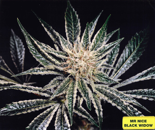 Mr. Nice Seeds - Black Widow (reg.)