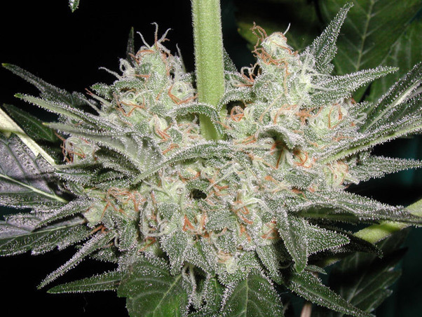 Mr. Nice Seeds - Black Widow (reg.)