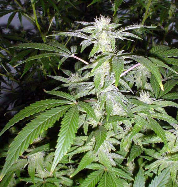 Mr. Nice Seeds - Black Widow (reg.)