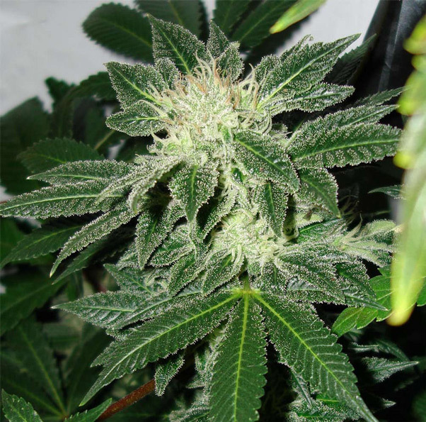 Mr. Nice Seeds - Black Widow (reg.)