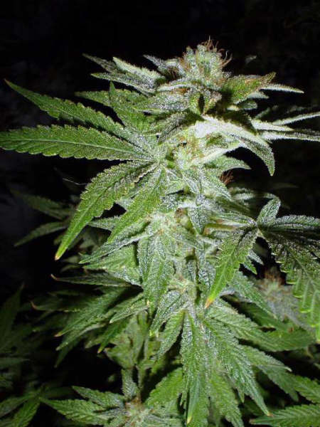 Mr. Nice Seeds - Black Widow (reg.)