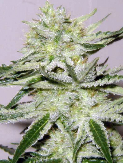 Mr. Nice Seeds - Black Widow (reg.)