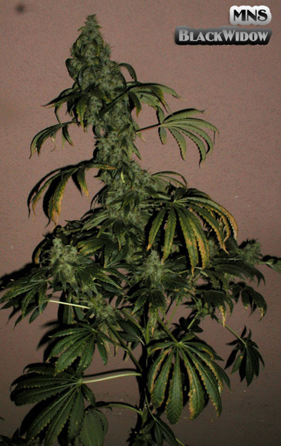 Mr. Nice Seeds - Black Widow (reg.)