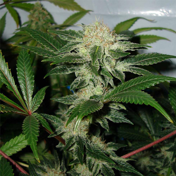 Mr. Nice Seeds - Black Widow (reg.)