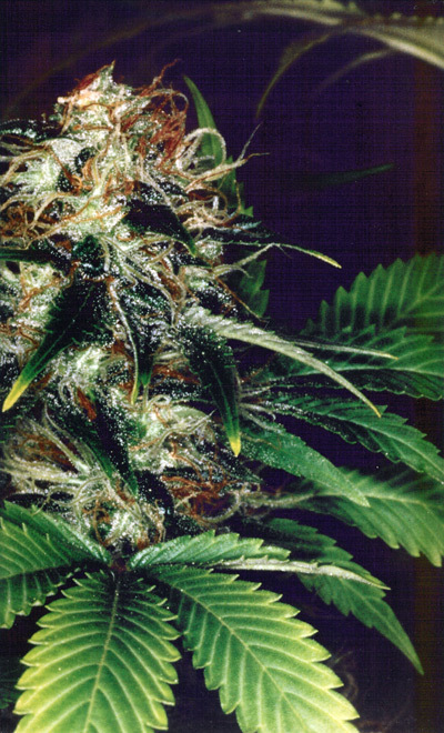 Mr. Nice Seeds - Black Widow (reg.)