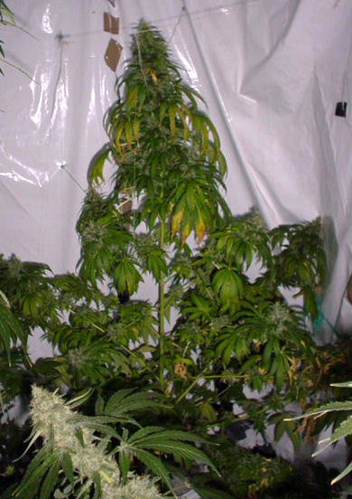 Mr. Nice Seeds - Black Widow (reg.)