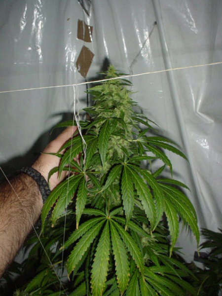 Mr. Nice Seeds - Black Widow (reg.)