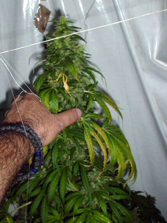 Mr. Nice Seeds - Black Widow (reg.)