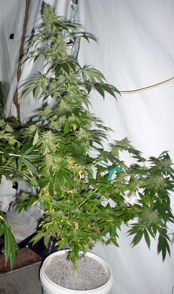 Mr. Nice Seeds - Black Widow (reg.)