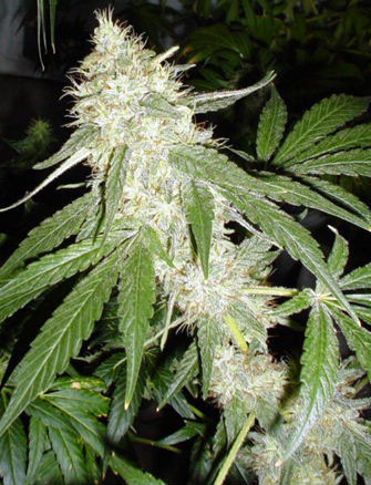 Mr. Nice Seeds - Black Widow (reg.)