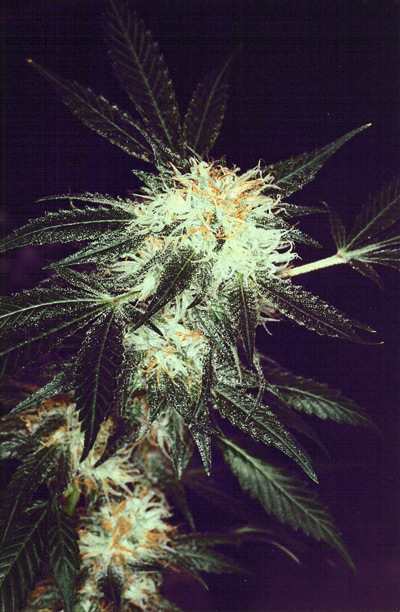 Mr. Nice Seeds - Black Widow (reg.)