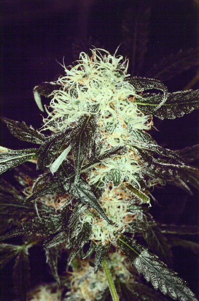 Mr. Nice Seeds - Black Widow (reg.)
