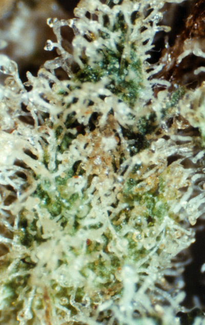 Mr. Nice Seeds - Black Widow (reg.)