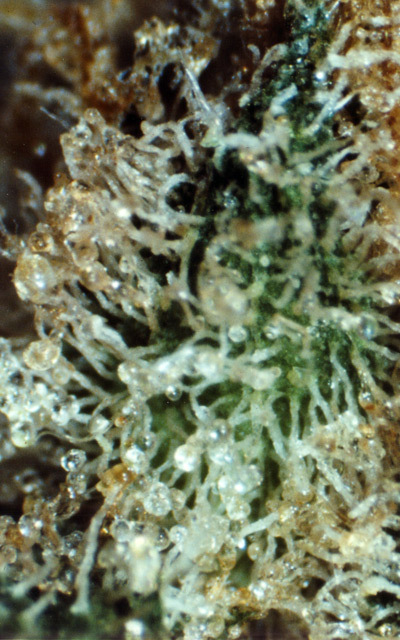 Mr. Nice Seeds - Black Widow (reg.)
