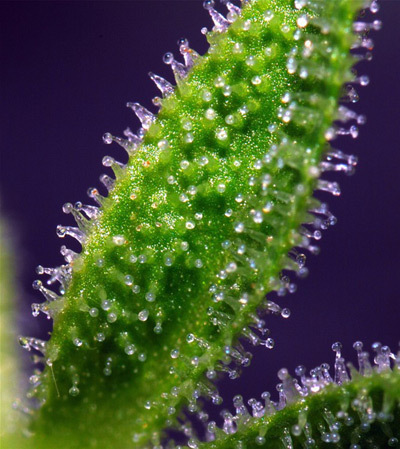 Mr. Nice Seeds - Mango Haze (reg.)