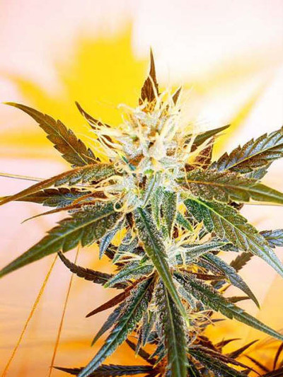 Mr. Nice Seeds - Mango Haze (reg.)